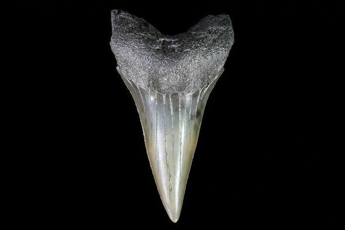 Fossil Mako Shark Tooth - Georgia #75103